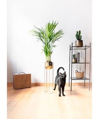 Areka Palmiyesi Gold Saksıda 120 cm